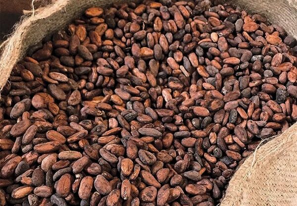 Cocoa Beans