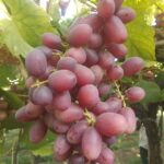 Grapes